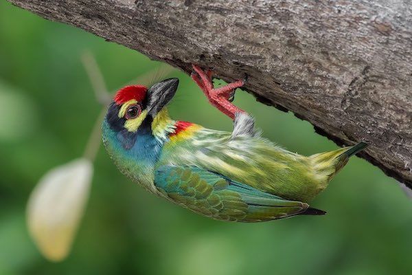 copper smith barbet