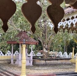 Medawela Bo tree