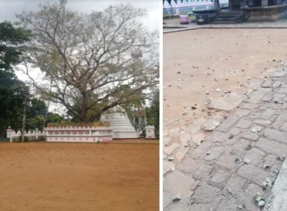 Niyamgampaya bo tree